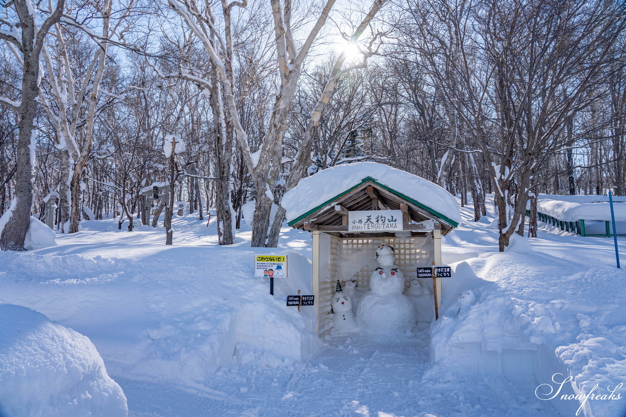 小樽天狗山スキー場　大雲海発生！息を吞む絶景とドライパウダー。北海道の雪山の魅力が詰まったローカルゲレンデを滑る！